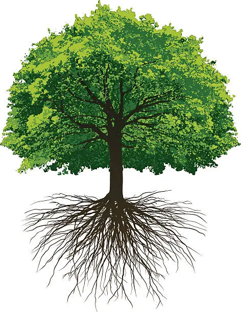 Vector illustration of Great Oak Roots
