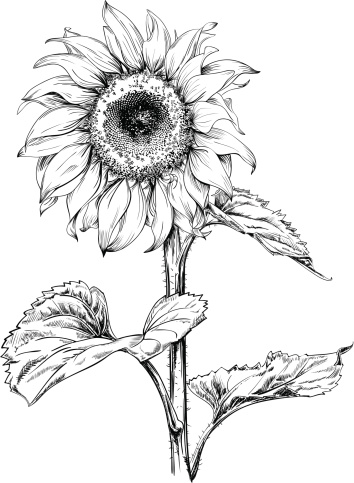 Hand drawn vector artwork in pen & ink style of a sunflower. 
