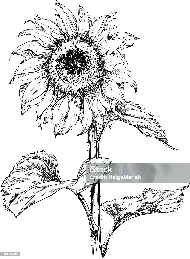 Sunflower Drawing Hand drawn vector artwork in pen & ink style of a sunflower.  Sunflower stock vector