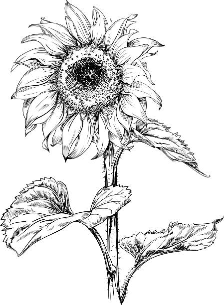Sunflower Drawing Hand drawn vector artwork in pen & ink style of a sunflower.  pen and ink stock illustrations