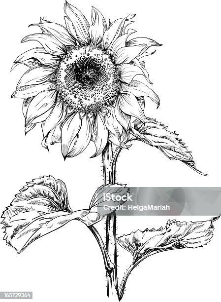 Sunflower Drawing Stock Illustration - Download Image Now - Sunflower, Illustration, Line Art