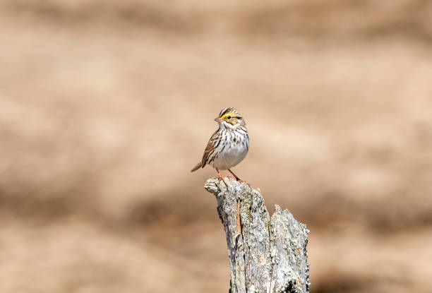 savannah sparrow on stump - passerculus sandwichensis imagens e fotografias de stock