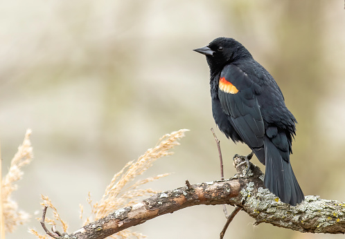 A red-winged blackbird perched on a dead tree branch in the marsh