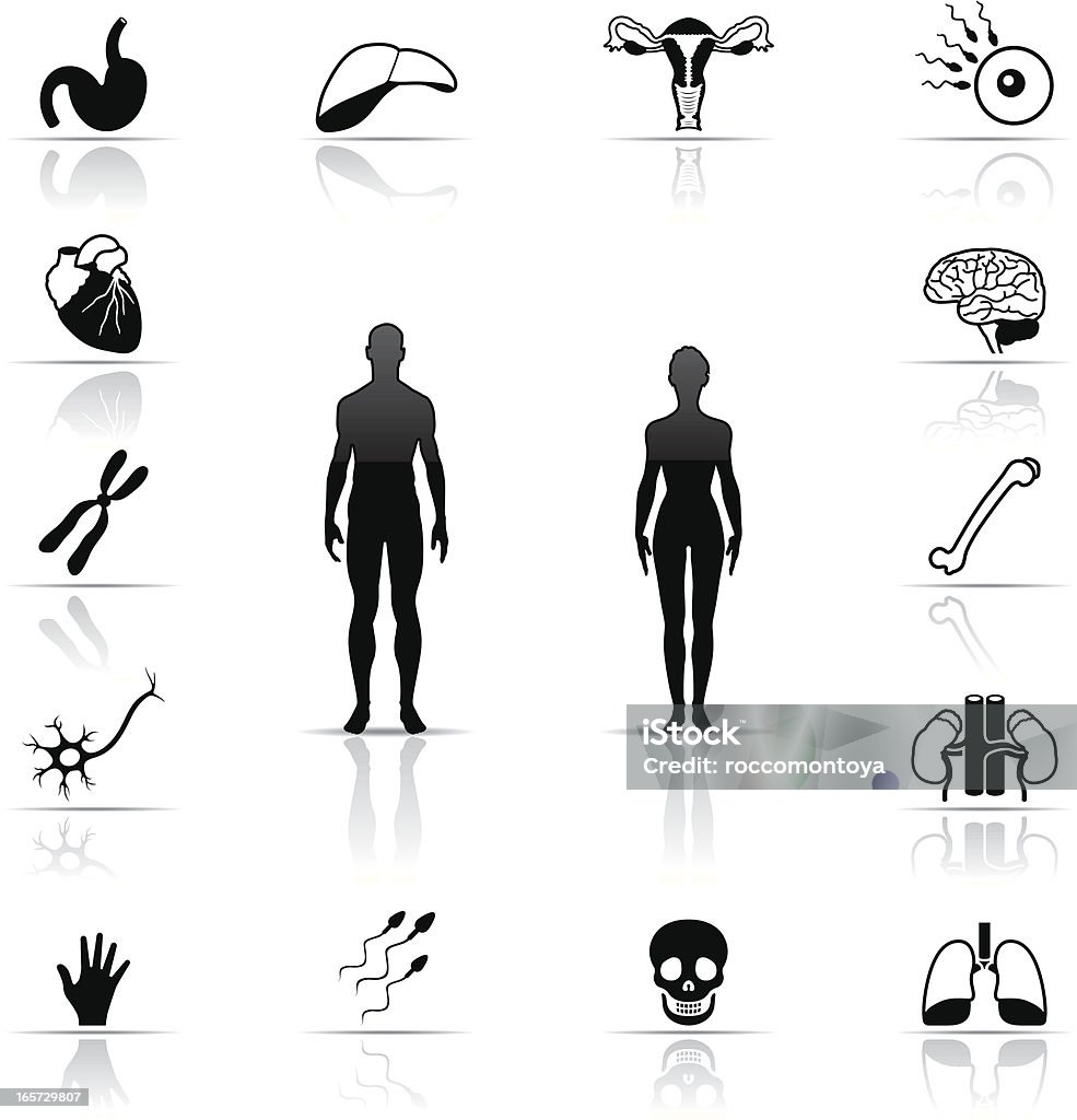 Black and white human body icon set Icon Set, Body parts and organ on white background, make in adobe Illustrator (vector) Human Internal Organ stock vector