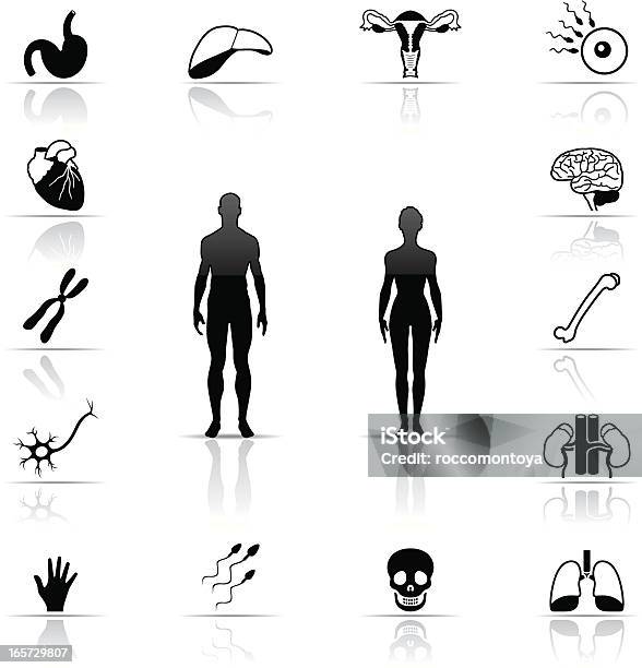 Black And White Human Body Icon Set Stock Illustration - Download Image Now - Human Internal Organ, Icon Symbol, Abdomen