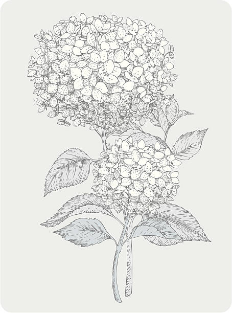 ilustrações, clipart, desenhos animados e ícones de dois ramos de hortênsia - hydrangea flower old fashioned retro revival