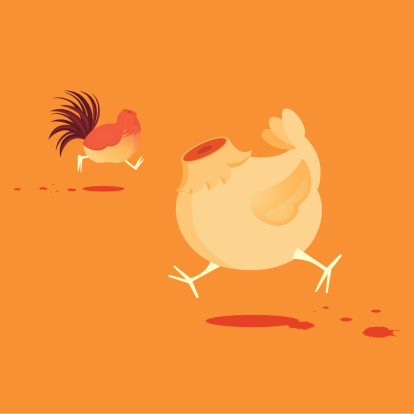 Running around like Chicken Without a Head: A headless rooster and hen, running around, as blood drips on the floor. Concept of nervousness, frantic, aimless, and in a state of chaos. Related collections: