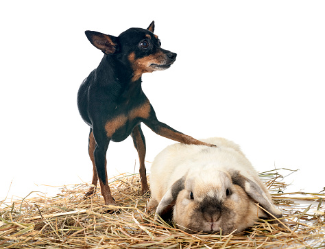 Lop rabbit and pinscher in front of white background