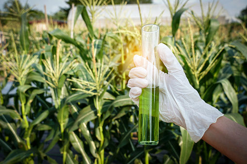 Agricultural,ecologist scientist researching plants diseases, pesticides by using liquid in glass test tube for sent to lab. Biotechnology examining observing analyze chemical reactions in corn field.