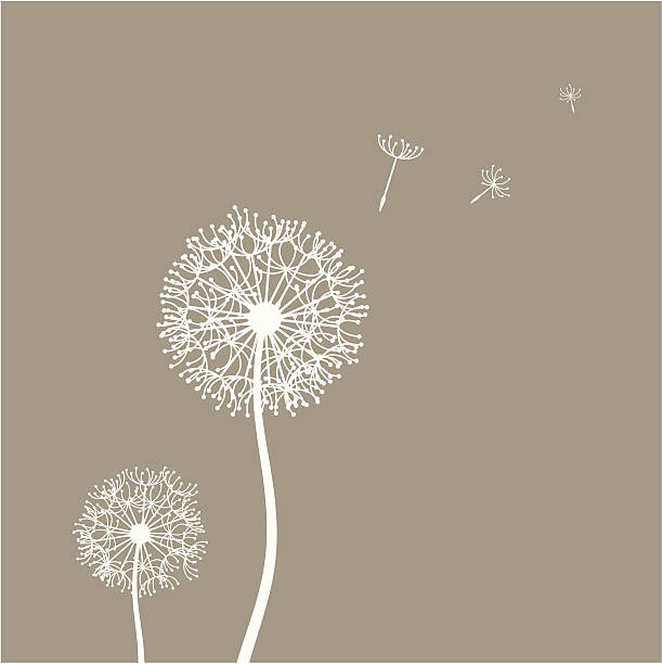 Flying dandelion seeds Flying dandelion seeds in the wind dandelion stock illustrations