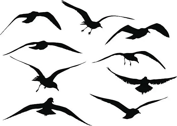 Vector illustration of Seagull Silhouettes