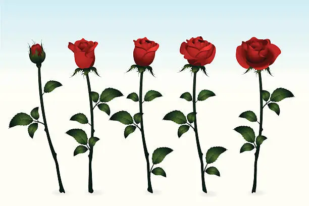 Vector illustration of Roses