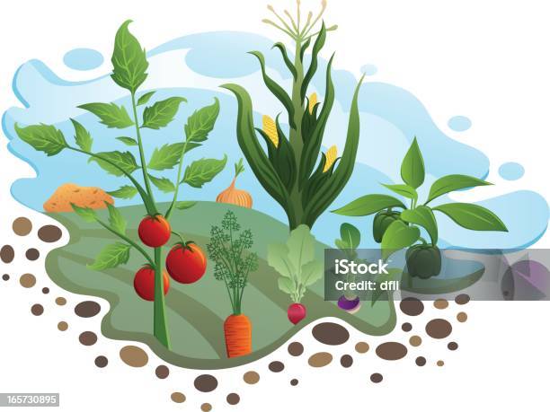 Gemüsegarten Stock Vektor Art und mehr Bilder von Gemüsegarten - Gemüsegarten, Tomate, Wachstum