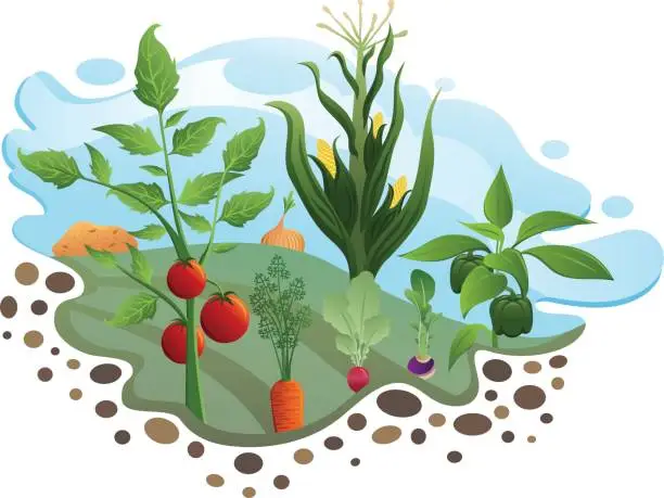 Vector illustration of Vegetable Garden