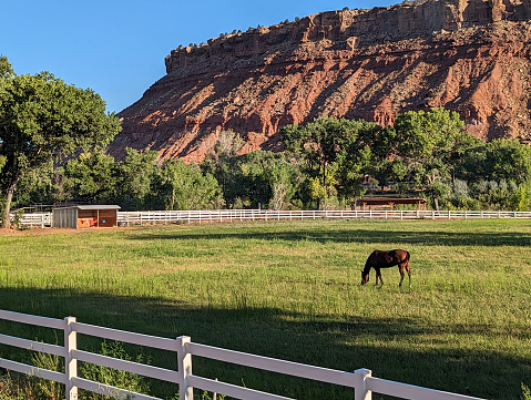 Horse grazing in pastures the Virgin Valley below Mt Kinesava in Zion National Park Utah