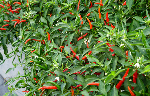 A lots of organic red chilli pepper in vegetable garden, farmer producer of bio food, fresh raw food  are ready to harvesting, red chilli pepper from farm for sell to local market.