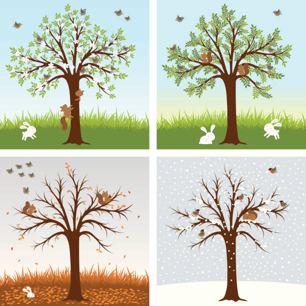 Four Seasons A tree with animals and birds in four seasons. sleeping squirrel stock illustrations