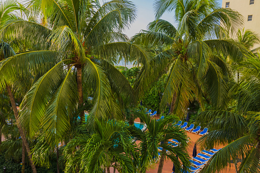 Beautiful view of hotel pool from above through leaves of coconut palms. Miami Beach. USA.