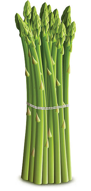 Asparagus Bundle vector art illustration