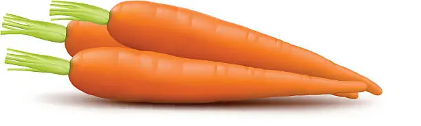 Vector illustration of Carrots Isolated on a White Background