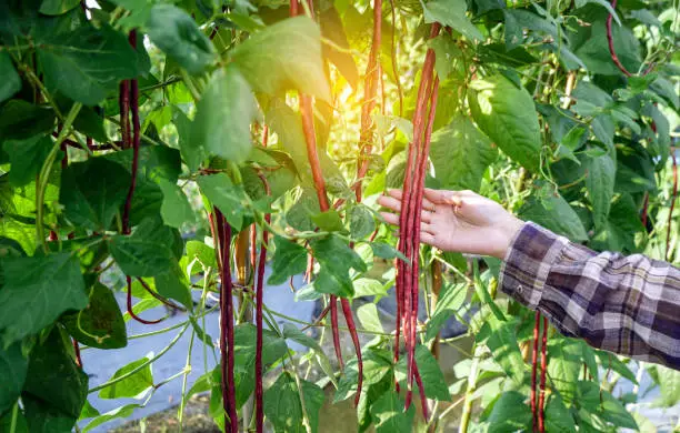 Farmer picking fresh organic growing red  yard long bean  in a vegetable garden.Plant green leaves,  stems natural wall, cultivation, agriculture and gardening, harvesting for a healthy concept.