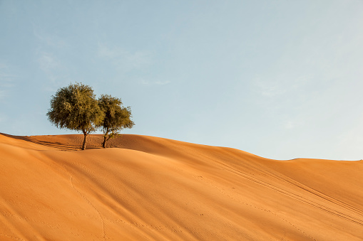 trees in the desert of oman.