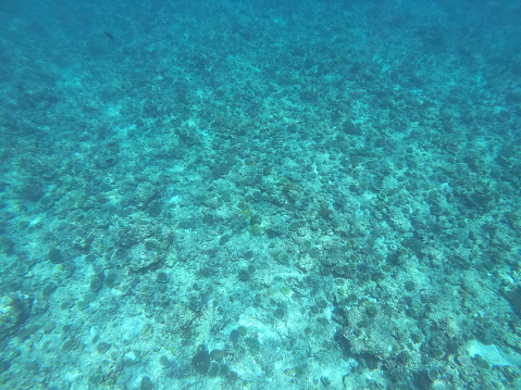 corals under water at maldives islands.