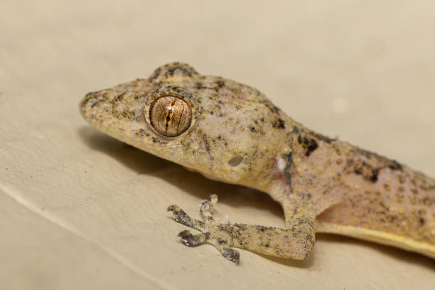 istock Small Gecko Tan Eye Detail 1657322232