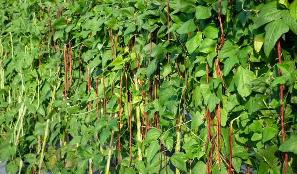 Fresh organic growing red yard long bean  in a vegetable garden.Plant green leaves,  stems natural wall, cultivation, agriculture and gardening, harvesting for a healthy concept.