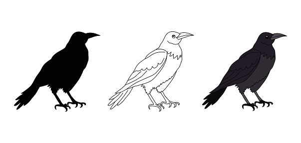 Black crow or raven. Contour, silhouette, crow in color. Vector isolated on white. Wild bird. A pet. Cartoon style. Badge, icon, emblem, textile, print, pet shop, animal shelter zoo coloring book