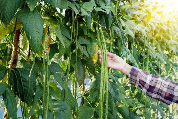 Farmer picking fresh organic growing green yard long bean  in a vegetable garden.Plant green leaves,  stems natural wall, cultivation, agriculture and gardening, harvesting for a healthy concept.