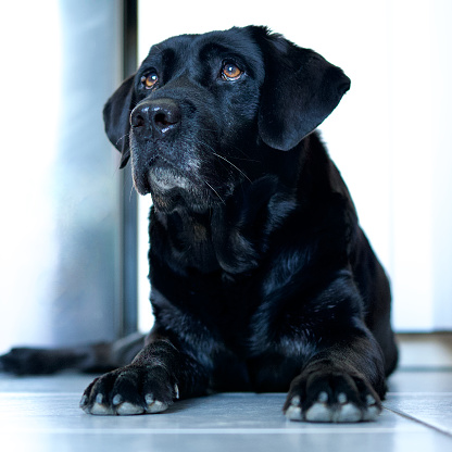 Front view of a good old black labrador retriever lying in a kitchen and looking to the light.