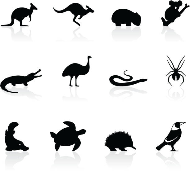 ilustraciones, imágenes clip art, dibujos animados e iconos de stock de australian iconos de animales - wombat animal mammal marsupial