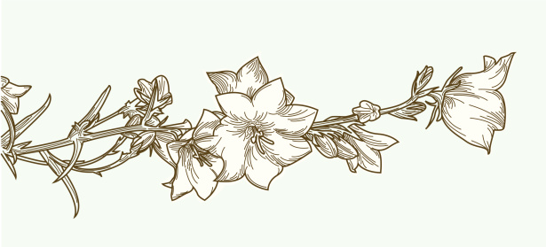 Clematis flowers creep on a vine across this illustration.