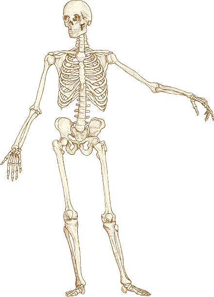 Skeleton drawing vector art illustration