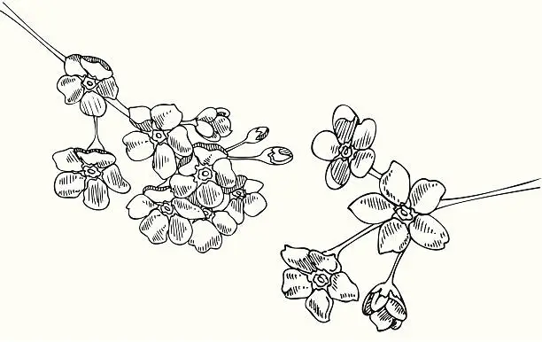 Vector illustration of Forget-Me-Nots in Black and White