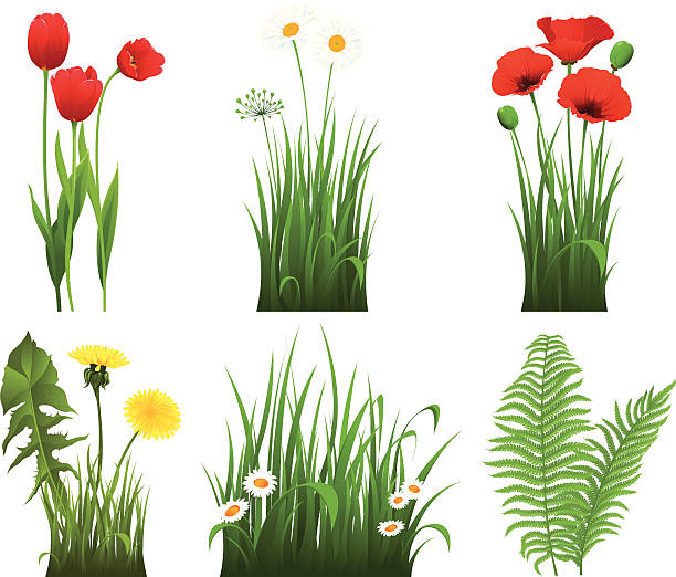 sammlung von gras mit blume - daisy marguerite flower grass stock-grafiken, -clipart, -cartoons und -symbole