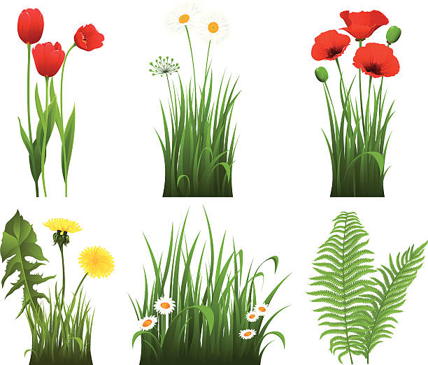 stockillustraties, clipart, cartoons en iconen met collection of grass with flower - dandelion white background