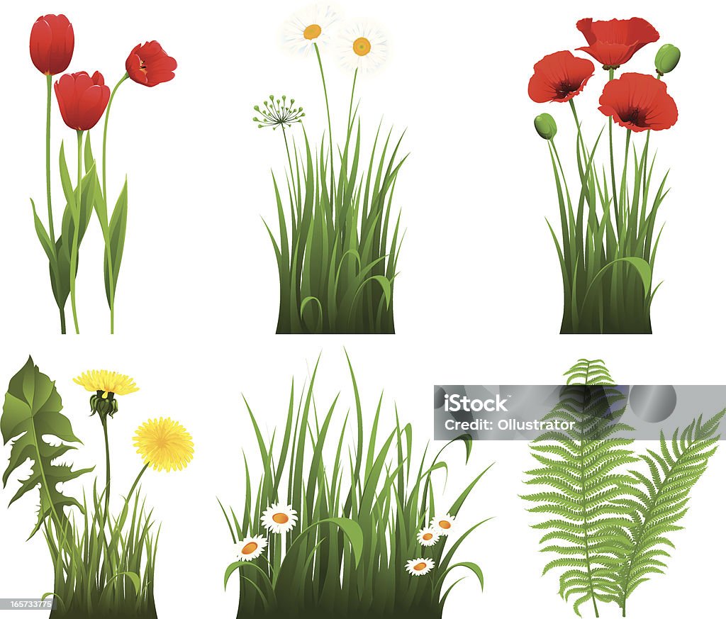 Collection of grass with flower Vector illustration of a collection of grass with tulips, camomiles, dandelions and poppies Flower stock vector