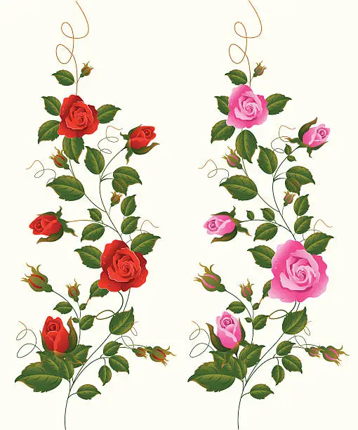 Vector illustration of Red and Pink Rose Vine.