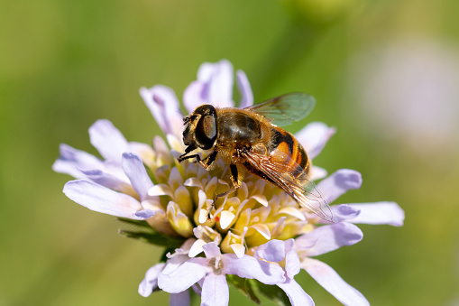 Mauerbiene an einer Blüte