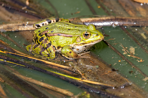 A European Common Frog (Rana temporaria) in a pond with frogspawn