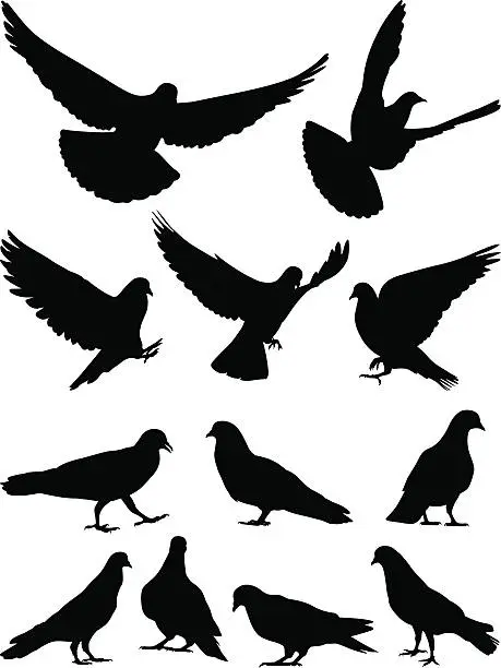 Vector illustration of Pigeons