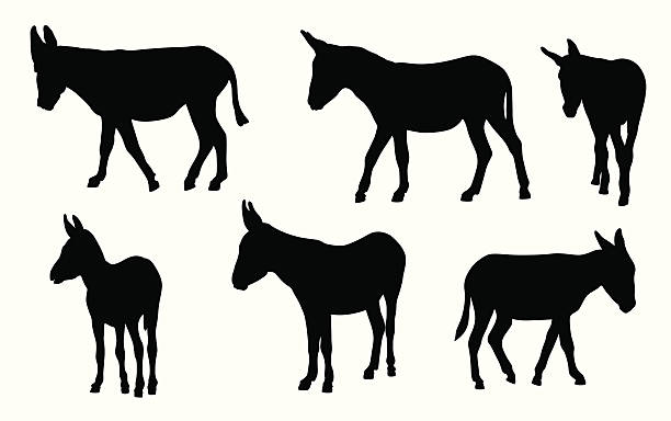 illustrazioni stock, clip art, cartoni animati e icone di tendenza di asini - four legged