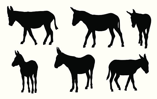 bildbanksillustrationer, clip art samt tecknat material och ikoner med donkeys vector silhouette - åsnedjur