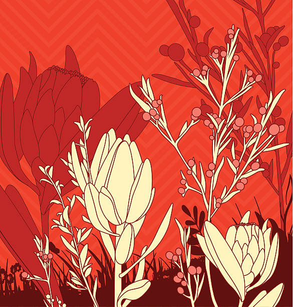 Floral composition Floral composition with native australian flowers.  telopea stock illustrations