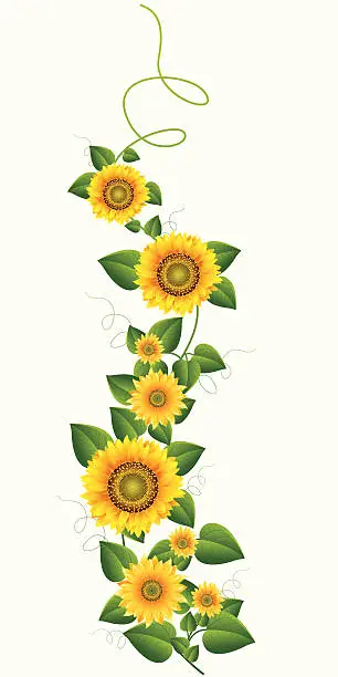 Vector illustration of Sunflower Vine..