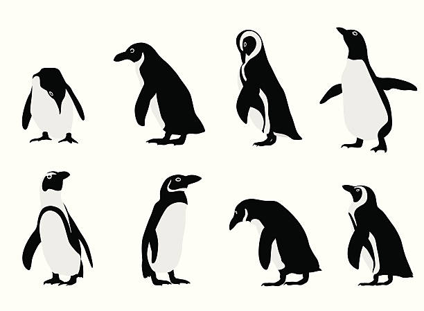 bildbanksillustrationer, clip art samt tecknat material och ikoner med penguins vector silhouette - pingvin