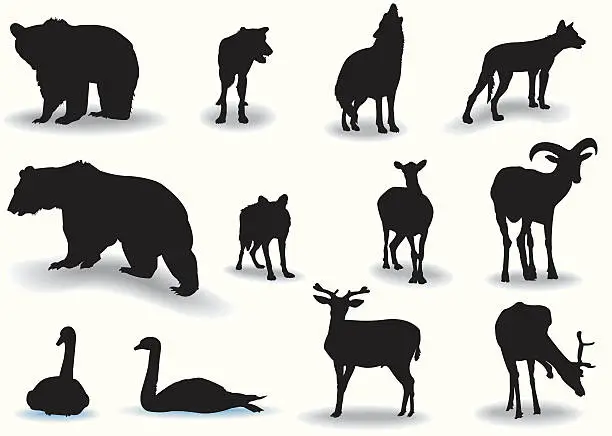 Vector illustration of Wildlife