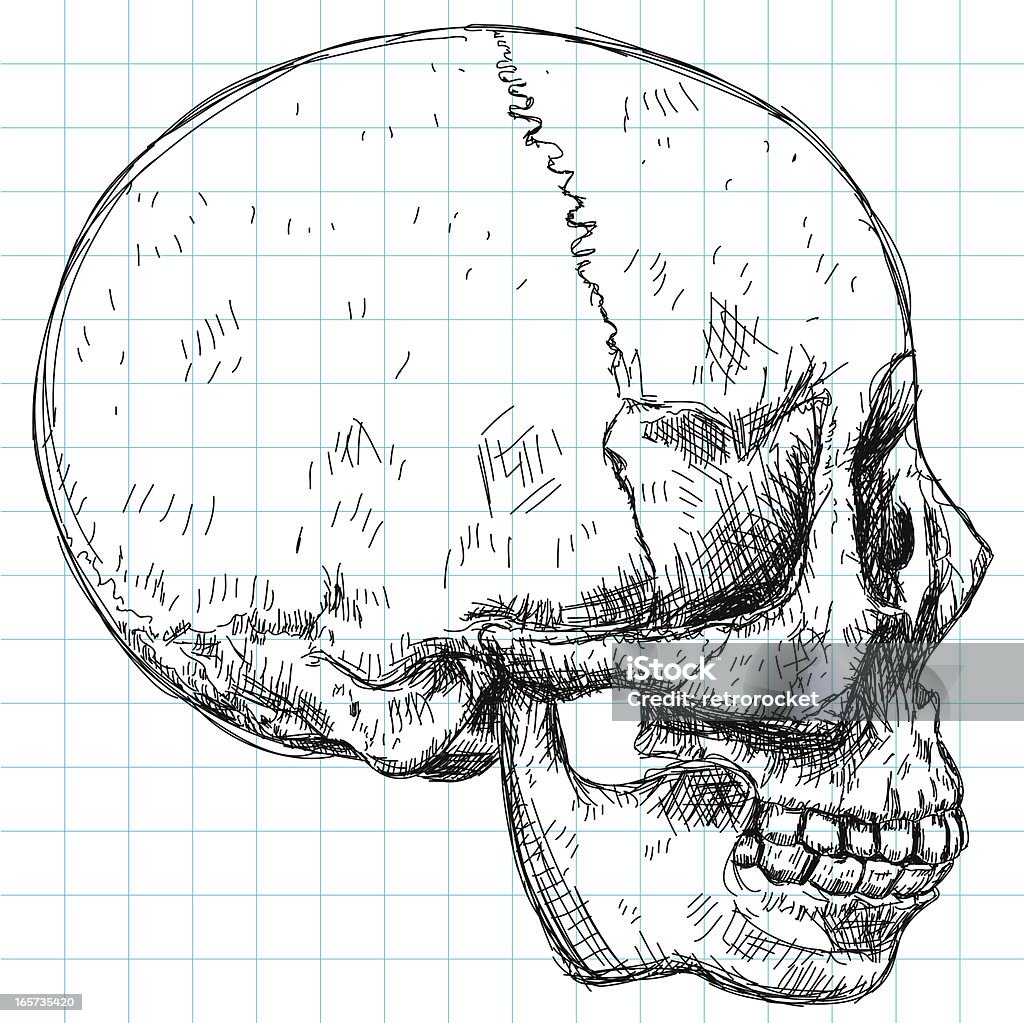 스컬 도면-측면 보기 - 로열티 프리 거친 벡터 아트